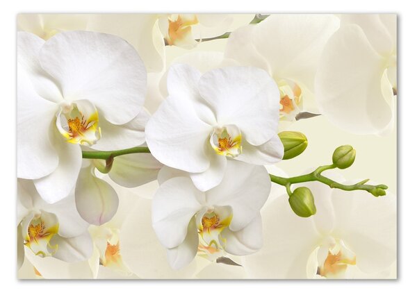 Fotoobraz na skle Orchidej osh-123330197