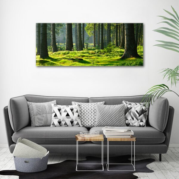 Foto obraz canvas Smrkový les oc-124579847
