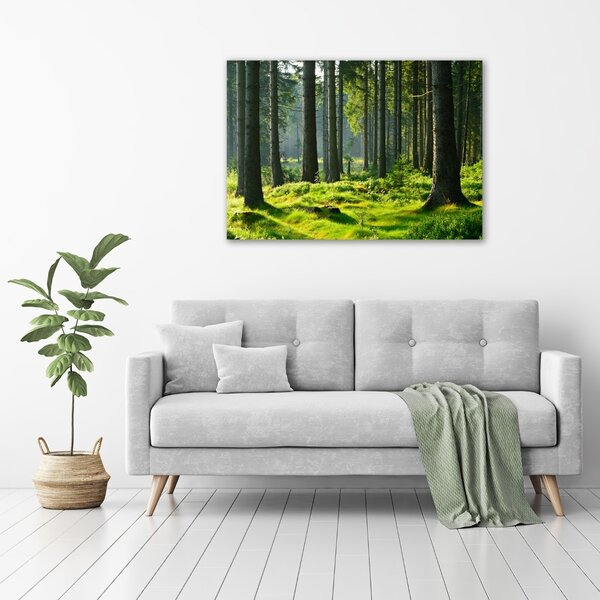 Foto obraz canvas Smrkový les oc-124579847