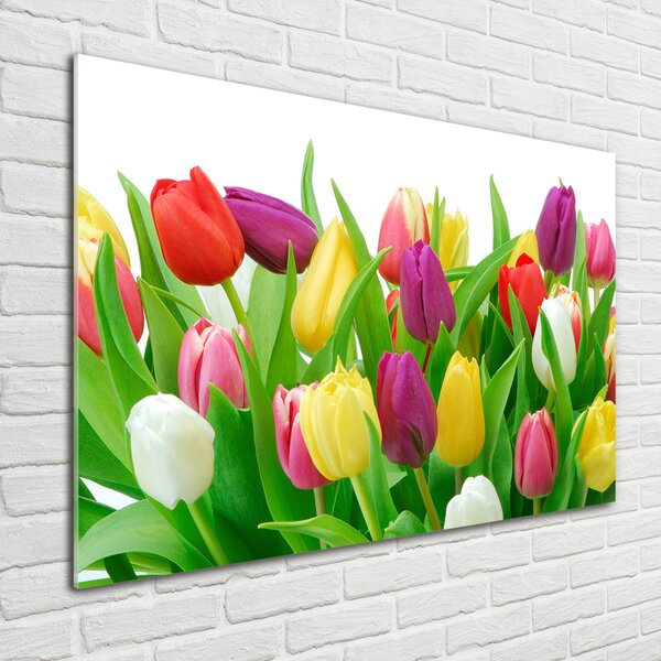 Foto-obraz fotografie na skle Barevné tulipány osh-12652067