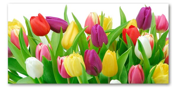 Foto-obraz fotografie na skle Barevné tulipány osh-12652067