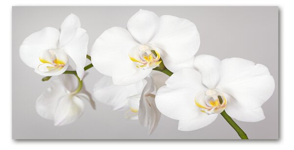 Foto obraz sklo tvrzené Orchidej osh-133396361