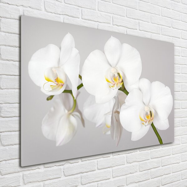 Foto obraz sklo tvrzené Orchidej osh-133396361