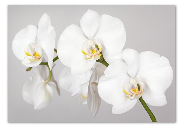 Foto obraz sklo tvrzené Orchidej osh-133396361