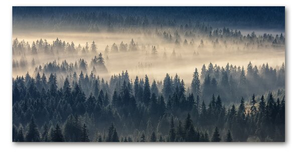 Foto obraz fotografie na skle Mlha nad lesem osh-134224571