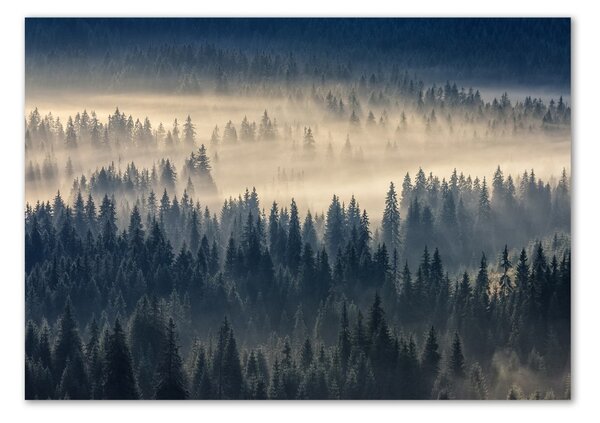 Foto obraz fotografie na skle Mlha nad lesem osh-134224571