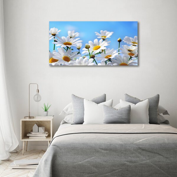 Moderní fotoobraz canvas na rámu Sedmikrásky oc-13584171
