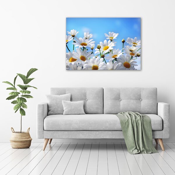 Moderní fotoobraz canvas na rámu Sedmikrásky oc-13584171