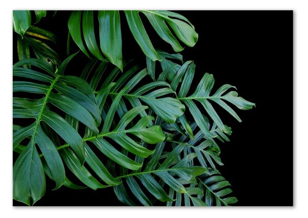 Foto obraz fotografie na skle Monstera osh-136056099