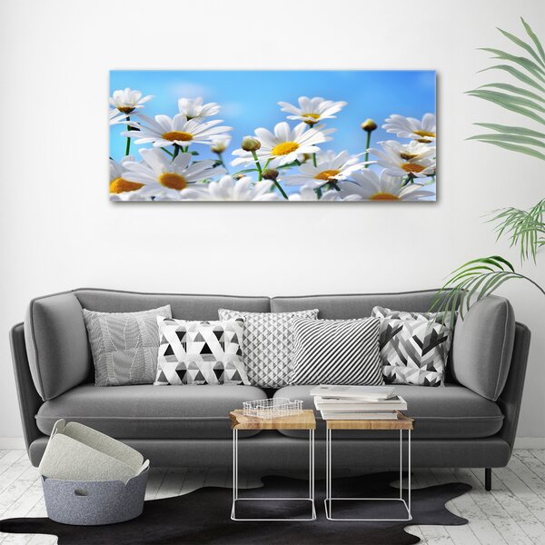 Moderní fotoobraz canvas na rámu Sedmikrásky oc-13584171