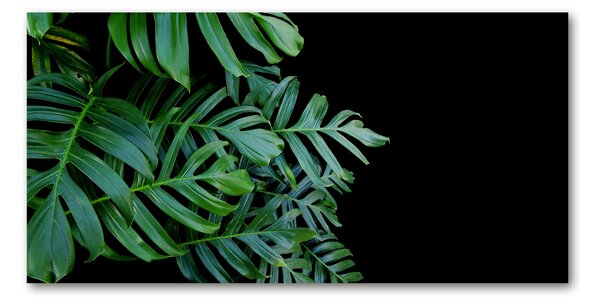 Foto obraz fotografie na skle Monstera osh-136056099