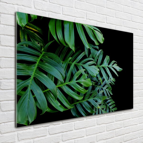 Foto obraz fotografie na skle Monstera osh-136056099