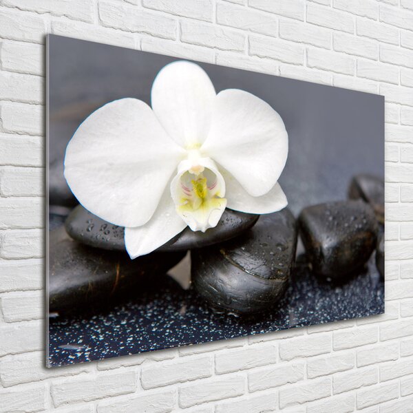 Fotoobraz na skle Orchidej osh-143014442