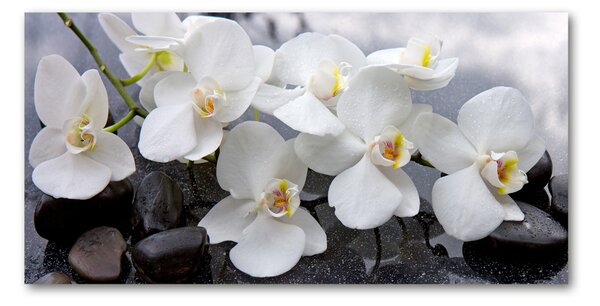 Foto obraz skleněný horizontální Orchidej osh-143985624