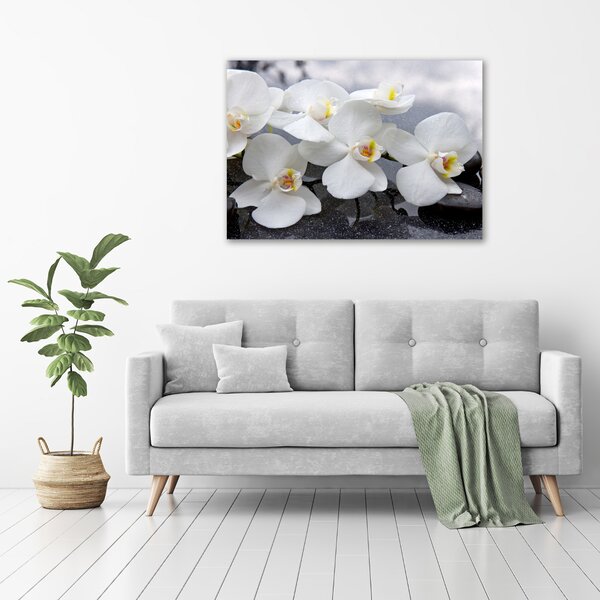 Foto obraz na plátně Orchidej oc-143985624