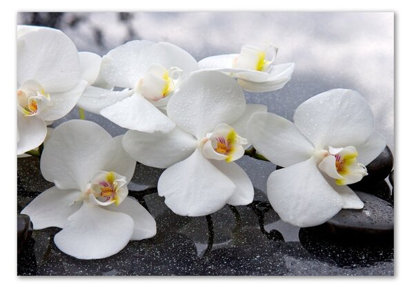 Foto obraz skleněný horizontální Orchidej osh-143985624