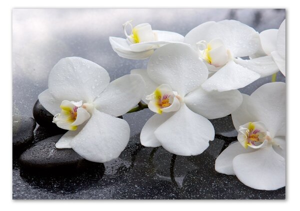 Fotoobraz na skle Orchidej osh-144310520