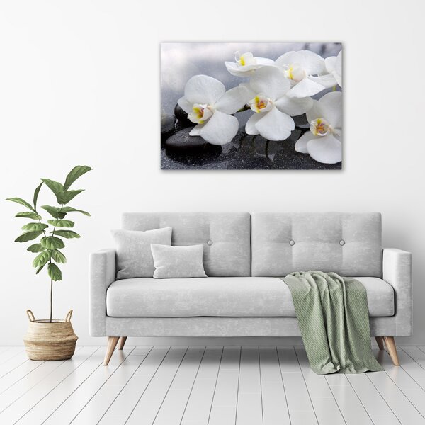 Foto obraz na plátně Orchidej oc-144310520