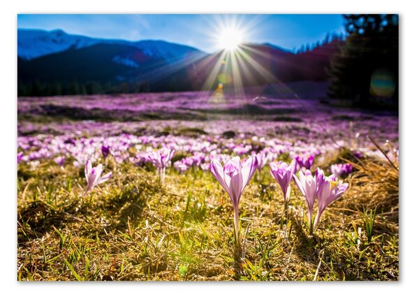 Foto obraz fotografie na skle Krokusy na poli osh-146993619