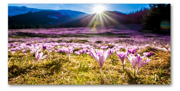 Foto obraz fotografie na skle Krokusy na poli osh-146993619