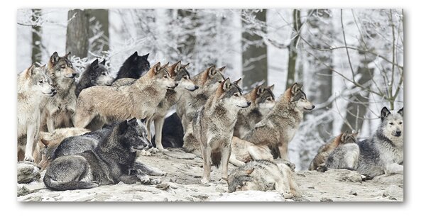 Foto-obraz fotografie na skle Vlci a zima osh-171243935
