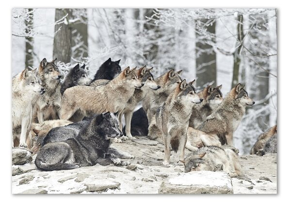 Foto-obraz fotografie na skle Vlci a zima osh-171243935