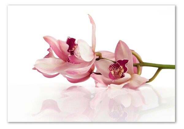 Foto obraz sklo tvrzené Orchidej osh-18886978