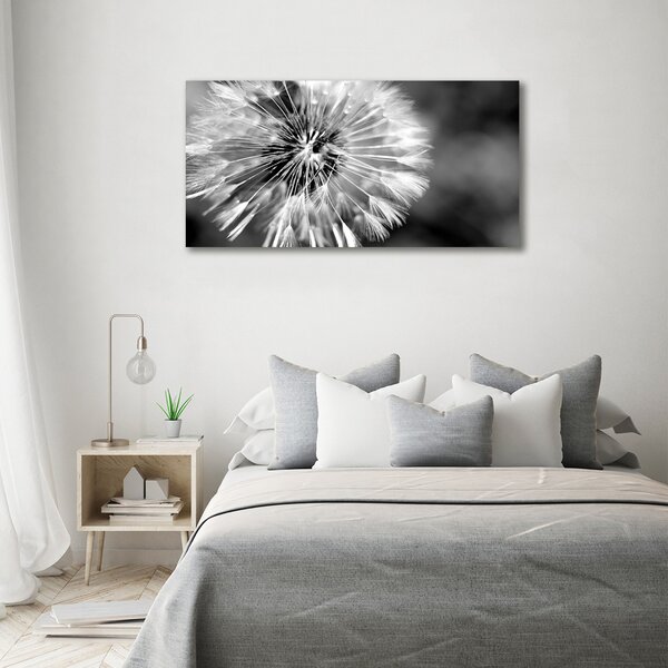Foto obraz canvas Pampelišky oc-23529298