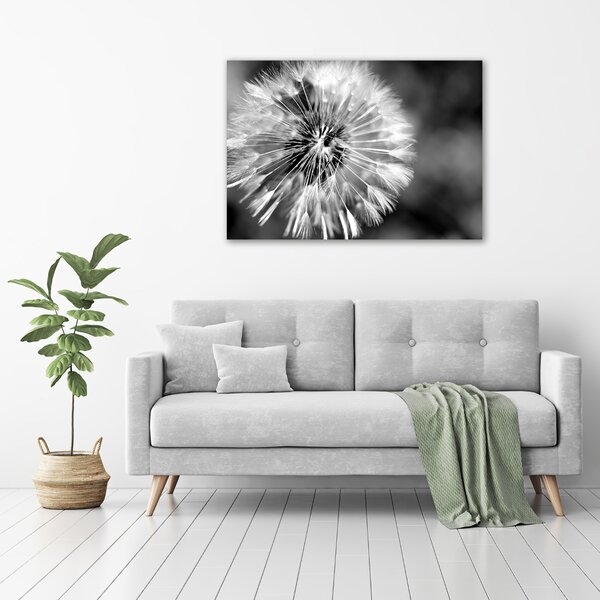 Foto obraz canvas Pampelišky oc-23529298
