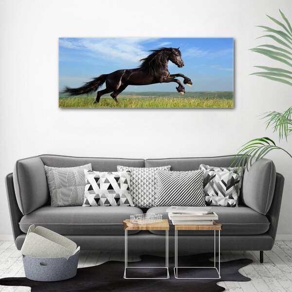 Moderní fotoobraz canvas na rámu Černý kůň na louce oc-26473191