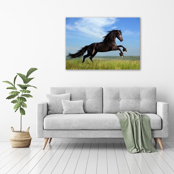 Moderní fotoobraz canvas na rámu Černý kůň na louce oc-26473191