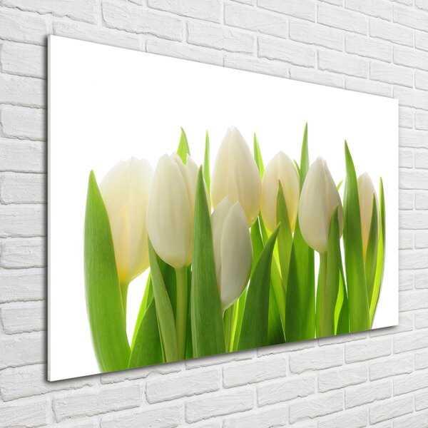 Foto obraz fotografie na skle Tulipány osh-28819889