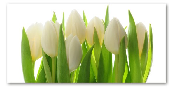 Foto obraz fotografie na skle Tulipány osh-28819889