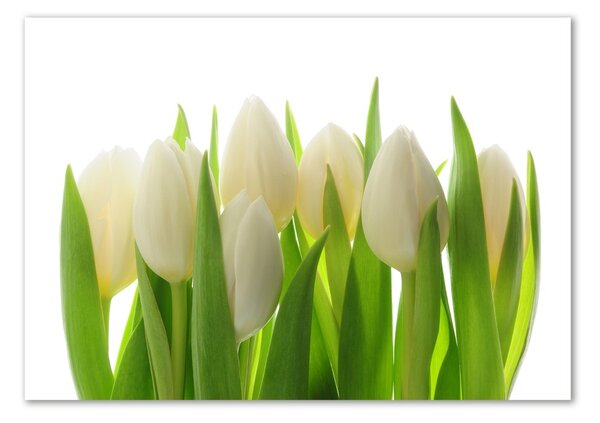 Foto obraz fotografie na skle Tulipány osh-28819889