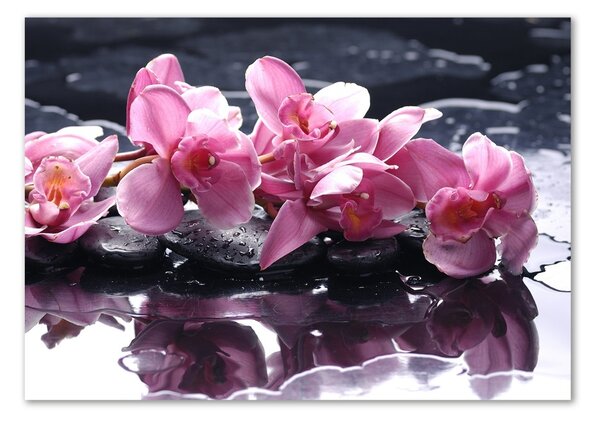 Foto obraz sklo tvrzené Růžová orchidej osh-28903356