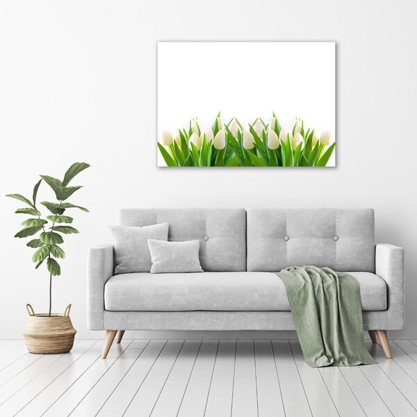 Foto obraz na plátně Bílé tulipány oc-30153186