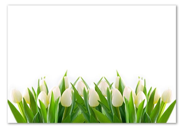 Fotoobraz na skle Bílé tulipány osh-30153186