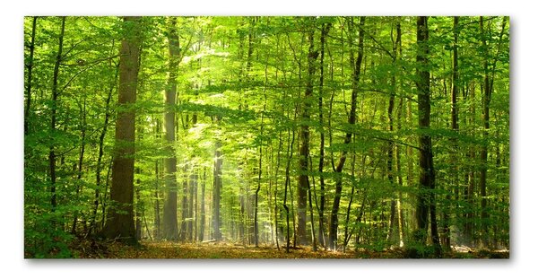 Foto obraz sklo tvrzené Listnatý strom osh-31250020