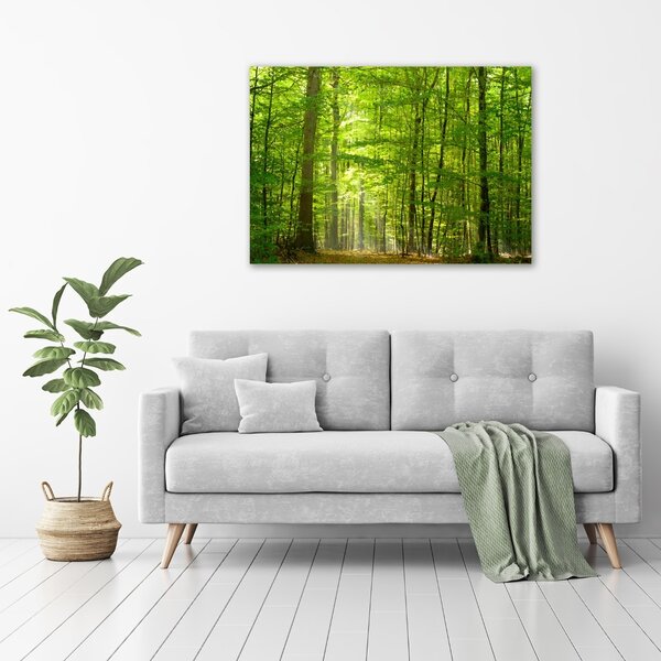 Foto obraz na plátně Listnatý strom oc-31250020