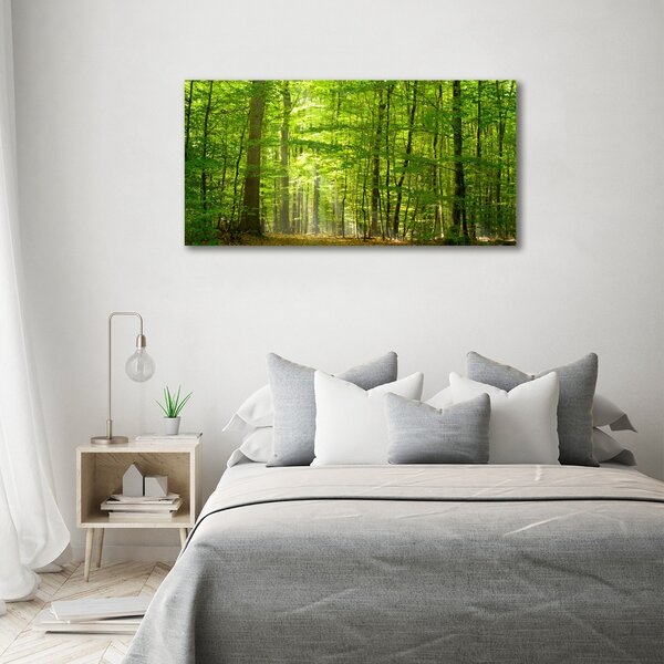 Foto obraz na plátně Listnatý strom oc-31250020