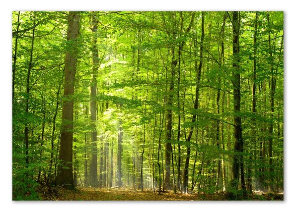 Foto obraz sklo tvrzené Listnatý strom osh-31250020