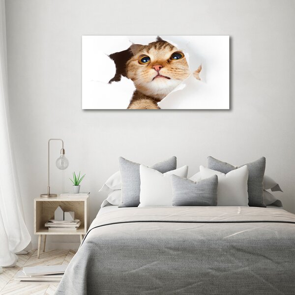 Moderní fotoobraz canvas na rámu Kočka v díře oc-33902265