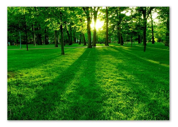 Foto obraz skleněný horizontální Tráva v parku osh-3863874