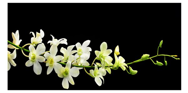 Foto obraz sklo tvrzené Orchidej osh-4005190