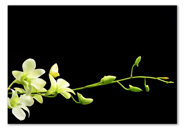Foto obraz sklo tvrzené Orchidej osh-4005190