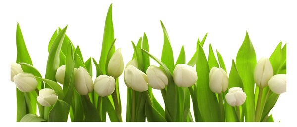 Foto obraz sklo tvrzené Bílé tulipány osh-40774643