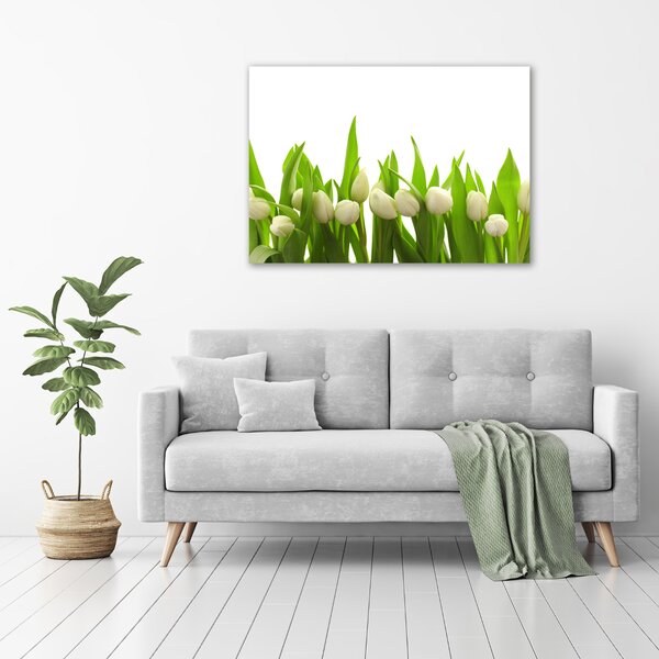 Foto obraz na plátně do obýváku Bílé tulipány oc-40774643