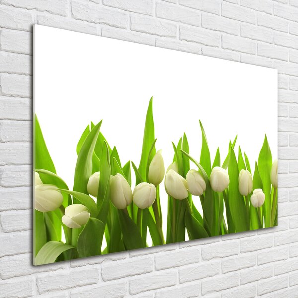 Foto obraz sklo tvrzené Bílé tulipány osh-40774643