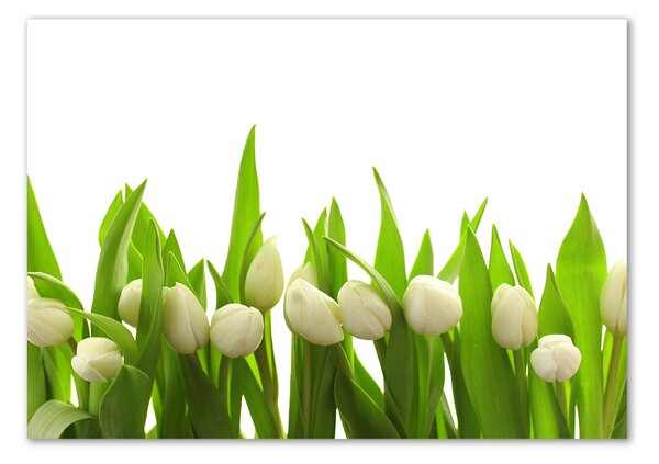 Foto obraz sklo tvrzené Bílé tulipány osh-40774643