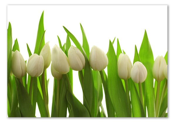 Foto-obrah sklo tvrzené Bílé tulipány osh-40774671